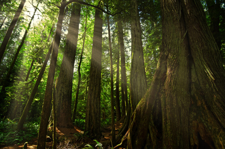 Tree-Planting Charities and Organizations in Canada, Compared (2026)