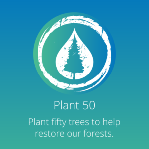 Plant 50 Trees | GBPP