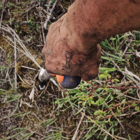 planting